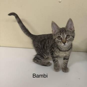 Bambi -  Domestic Short Hair Cat for Adoption in Ulster, Pennsylvania - Bambi | PetCurious