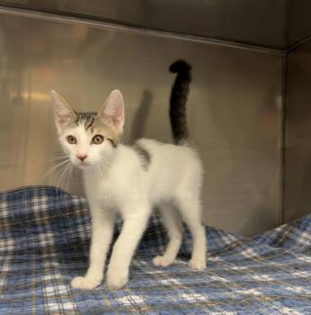 Buck Saw -  Domestic Short Hair Cat for Adoption in Montville, New Jersey - Buck Saw | PetCurious