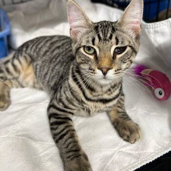 Pooh -  Domestic Short Hair and Tabby Cat for Adoption in Germansville, Pennsylvania - Pooh | PetCurious