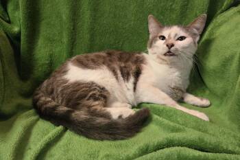 Rescue Domestic Short Hair Cats for Adoption in Stoughton, Wisconsin - Oona | PetCurious