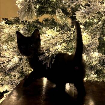 Domestic Medium Hair Cats Available for Adoption - Cupid | PetCurious