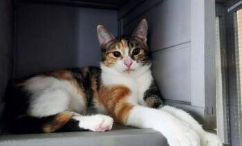 Merida -  Calico Cat for Adoption in Denver, Colorado - Merida | PetCurious