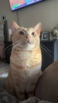 Domestic Short Hair Cats Available for Adoption in Atoka, Tennessee - Sage | PetCurious