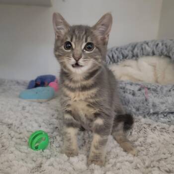 Diane -  Domestic Short Hair Cat for Adoption in Phoenix, Arizona - Diane | PetCurious