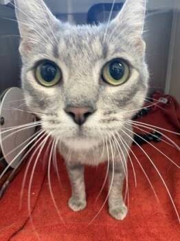 Poison Ivy -  Domestic Short Hair Cat for Adoption in Westland, Michigan - Poison Ivy | PetCurious