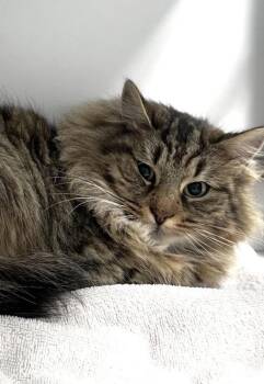 Domestic Long Hair Cats Available for Adoption - Rainbow Yarn | PetCurious