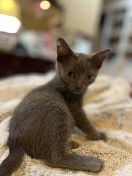 Rescue Russian Blue Cats for Adoption in Camden, South Carolina - Nicolette Minuette (Available For Pre-adoption) | PetCurious
