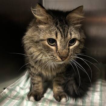 Bumi -  Domestic Long Hair Cat for Adoption in Chattanooga, Tennessee - Bumi | PetCurious