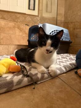 Rescue Domestic Short Hair Cats for Adoption in Torrance, California - Mel | PetCurious