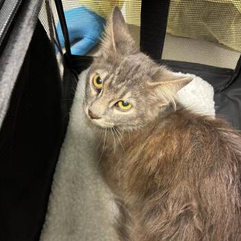 Jack -  Domestic Medium Hair Cat for Adoption in Oak Park, Illinois - Jack | PetCurious
