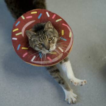 Hubert -  Domestic Short Hair Cat for Adoption in Lakewood, Colorado - Hubert | PetCurious