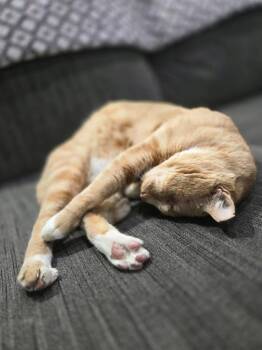 Captain 3 -  Domestic Short Hair Cat Available for Adoption in Tucson, Arizona - Captain 3 | PetCurious
