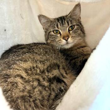 Sushi -  Domestic Short Hair Cat for Adoption in Blackfoot, Idaho - Sushi | PetCurious
