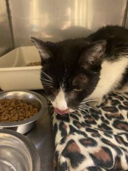BESSIE -  Domestic Short Hair Cat for Adoption in West Valley City, Utah - BESSIE | PetCurious
