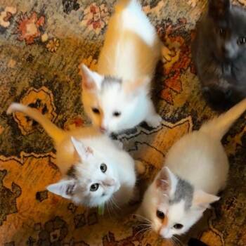 Pugsley Addams -  Domestic Short Hair Cat for Adoption in Washougal, Washington - Pugsley Addams | PetCurious