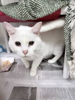 Rescue Domestic Short Hair Cats for Adoption in Cincinnati, Ohio - Snow | PetCurious