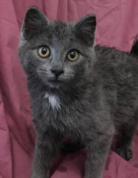 Domestic Short Hair Cats Available for Adoption - Louie | PetCurious