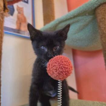 Soy -  Domestic Short Hair Cat for Adoption in Scottsbluff, Nebraska - Soy | PetCurious