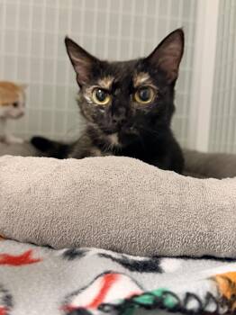 Espresso -  Tortoiseshell Cat for Adoption in Suffolk, Virginia - Espresso | PetCurious
