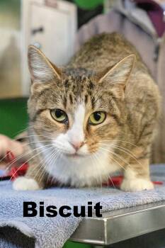 Tabby Cats Available for Adoption in Macomb, Illinois - Biscuit | PetCurious