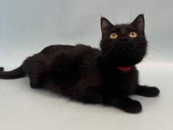 Melanie -  Domestic Short Hair Cat for Adoption in Golden Valley, Minnesota - Melanie | PetCurious