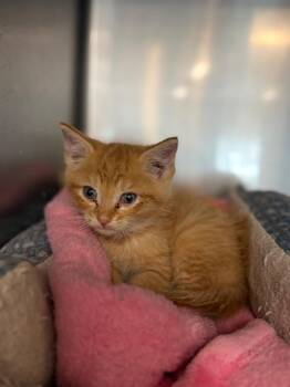 Norm -  Domestic Medium Hair Cat for Adoption in Portland, Indiana - Norm | PetCurious