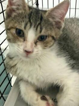 DEMI -  Domestic Short Hair Cat for Adoption in Fort Lauderdale, Florida - DEMI | PetCurious