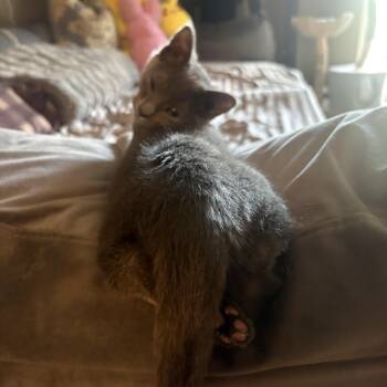 Soraya -  Domestic Short Hair Cat for Adoption in Omaha, Nebraska - Soraya | PetCurious