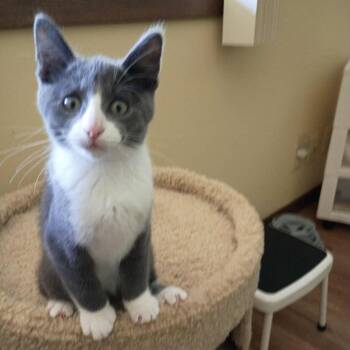 Rescue Domestic Short Hair Cats for Adoption in Grand Rapids, Minnesota - Grady | PetCurious