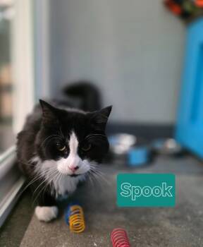 Rescue Domestic Medium Hair Cats for Adoption in Minot, North Dakota - Spook | PetCurious