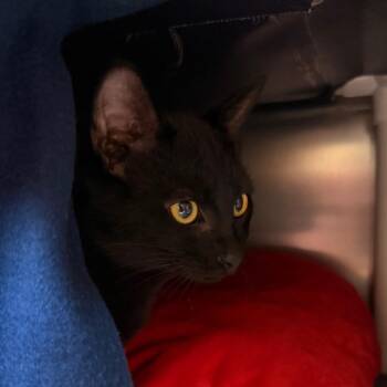 Domestic Short Hair Cats Available for Adoption - Louie | PetCurious