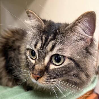 Domestic Long Hair Cats Available for Adoption in Yuma, Arizona - Moscow | PetCurious