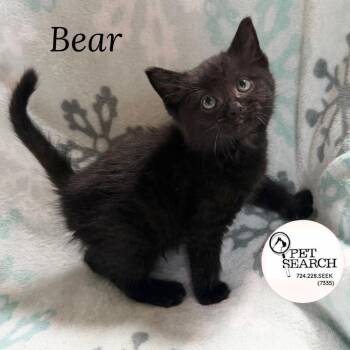 Bear -  Domestic Short Hair Cat for Adoption in Washington, Pennsylvania - Bear | PetCurious