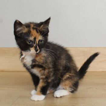 Reggae C69559 -  Domestic Short Hair Cat for Adoption in Minnetonka, Minnesota - Reggae C69559 | PetCurious