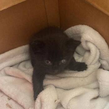 Coal -  Domestic Short Hair Cat for Adoption in Winston-salem, North Carolina - Coal | PetCurious
