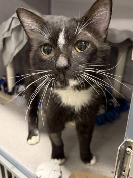 Fancy Man -  Domestic Short Hair Cat Available for Adoption in Alexandria, Virginia - Fancy Man | PetCurious