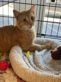 Sampson -  Domestic Short Hair Cat for Adoption in Lunenburg, Massachusetts - Sampson | PetCurious