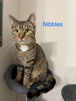 Domestic Short Hair Cats Available for Adoption - Nibbles | PetCurious