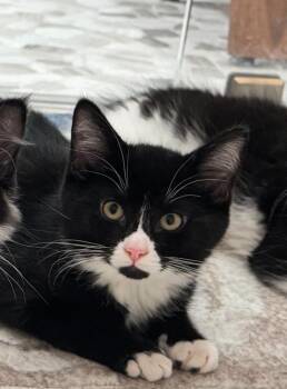 Domestic Medium Hair Cats Available for Adoption in Salem, New Hampshire - Capri And Fiji  | PetCurious