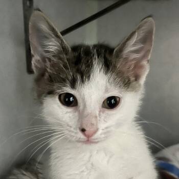 Domestic Medium Hair Cats Available for Adoption in Sarasota, Florida - Betsy | PetCurious