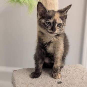 Daphne -  Domestic Short Hair Cat for Adoption in Raleigh, North Carolina - Daphne | PetCurious
