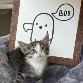 Rescue Domestic Short Hair Cats for Adoption in Delaware, Ohio - Stormy | PetCurious