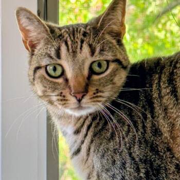 Leonardo aka Aldo -  American Shorthair Cat for Adoption - Leonardo Aka Aldo | PetCurious