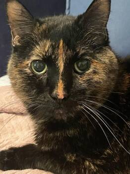 American Shorthair and Domestic Short Hair Cats Available for Adoption - Peugot | PetCurious