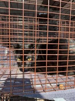 Rescue Domestic Short Hair Cats for Adoption in Houston, Texas - A645411 | PetCurious