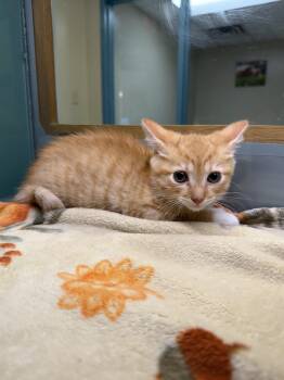 Domestic Short Hair Cats Available for Adoption in Suffolk, Virginia - Peanut | PetCurious