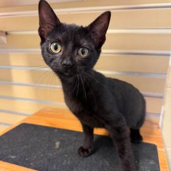 Mantis -  Domestic Short Hair Cat for Adoption - Mantis | PetCurious