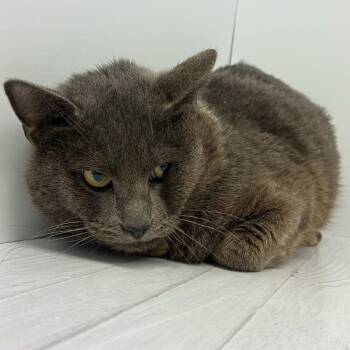 Domestic Short Hair Cats Available for Adoption - Moon Pie | PetCurious