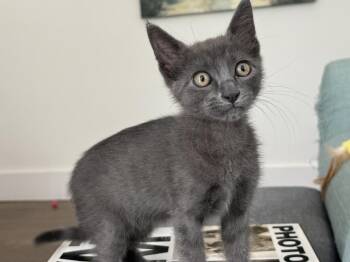 Cosmic Brownie -  Russian Blue Cat for Adoption in Dallas, Texas - Cosmic Brownie | PetCurious