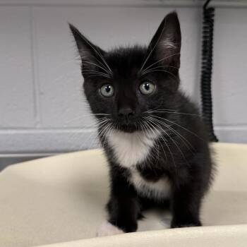 Pop -  Domestic Short Hair Cat for Adoption in Greenville, South Carolina - Pop | PetCurious
